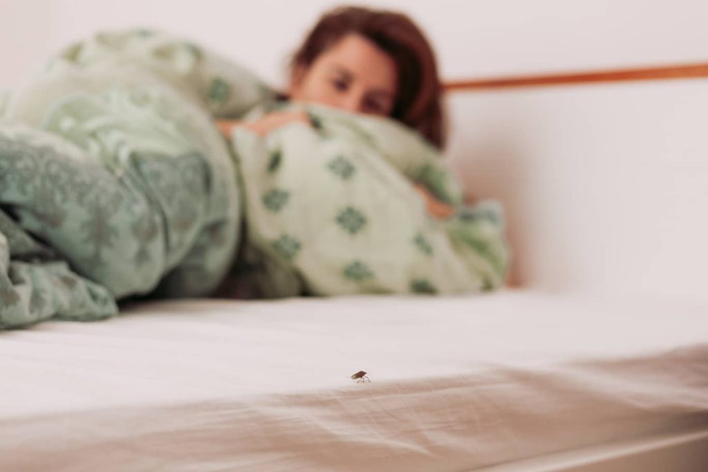 How to Use Glue Traps for Bed Bugs