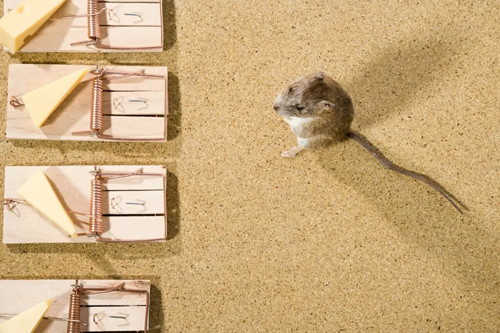 How to Get Rid of Mice Without Harming Pets