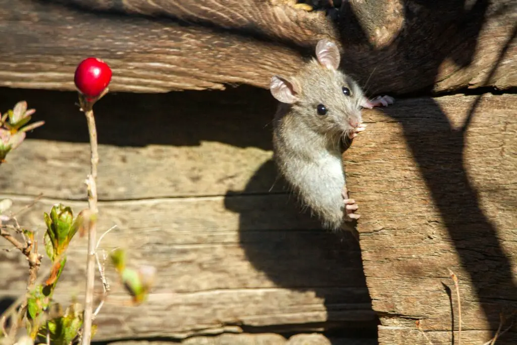What Essential Oil Keeps Mice Away