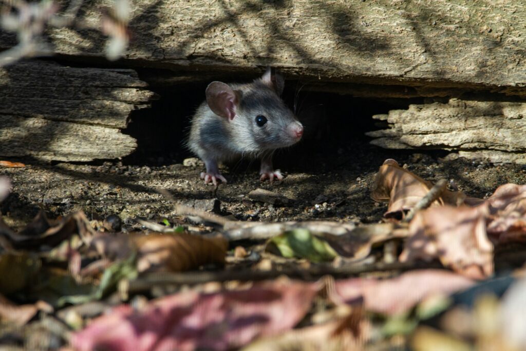 How to Keep Mice Out of the Shed