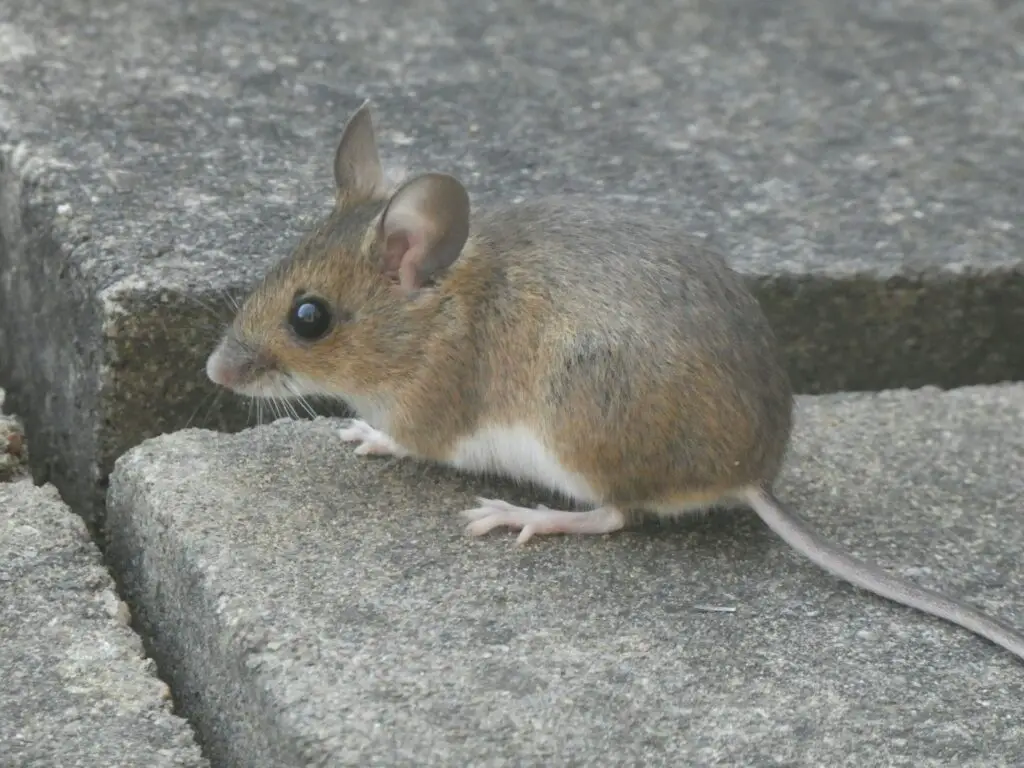 How to Get Rid of Mice Without Harming Pets