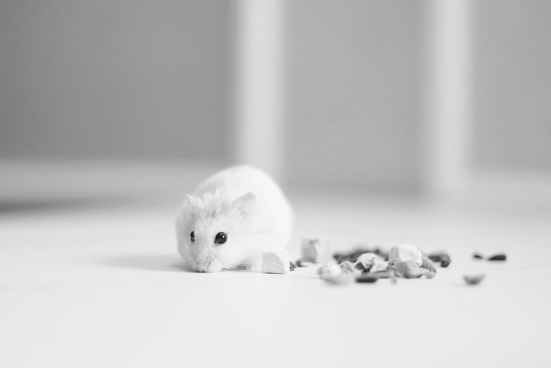 How to Keep Mice Out of Grill Essential Tips and Tricks » Pallentor
